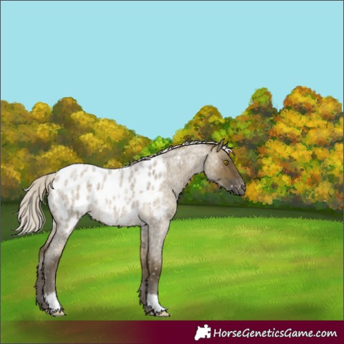 Horse Color:Silver Buckskin Roan Dun Appaloosa 