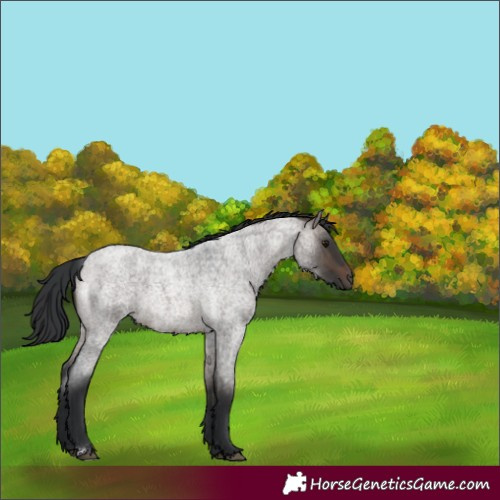 Horse Color:Brown Roan Dun 