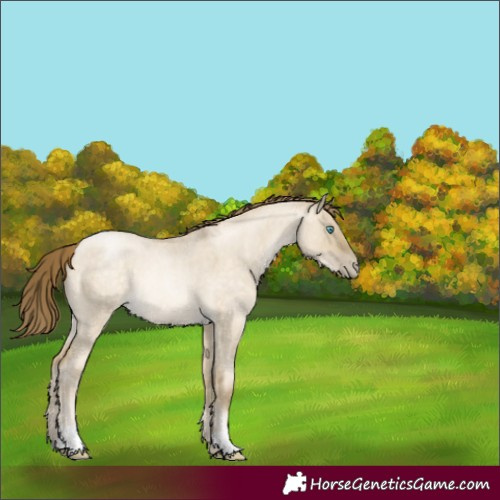 Horse Color:Buckskin Roan Pearl Dun Rabicano 