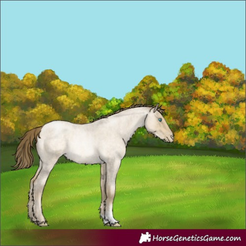 Horse Color:Buckskin Roan Pearl Dun Rabicano