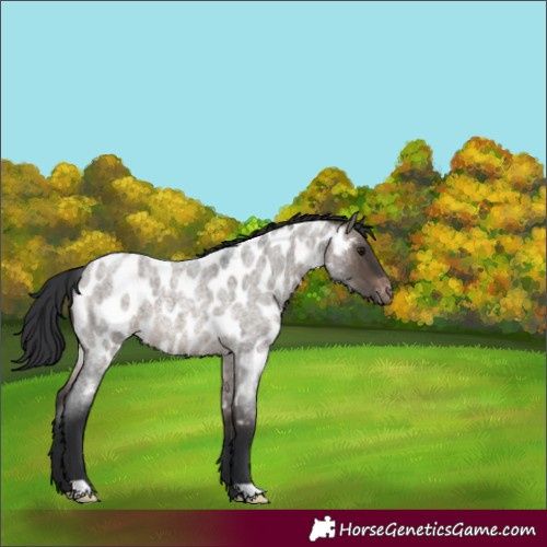 Horse Color:Brown Roan Dun Appaloosa 