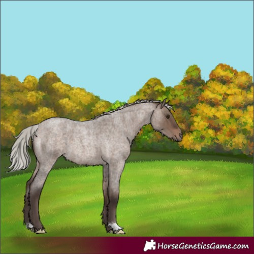 Horse Color:Silver Brown Roan Dun 