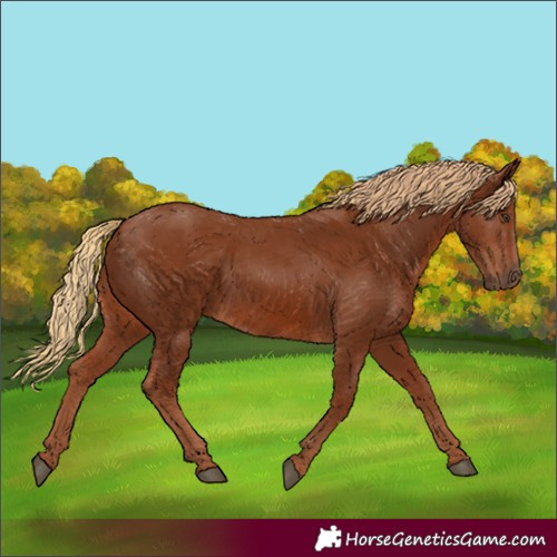 Horse Color:Chestnut 