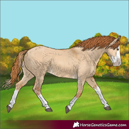 Horse Color:Red Dun Splash 