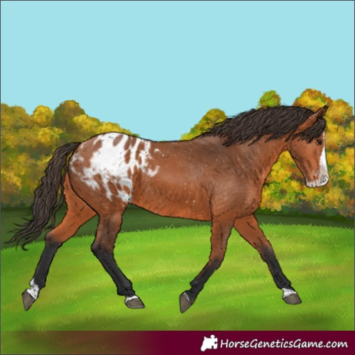 Horse Color:Bay Splash Appaloosa