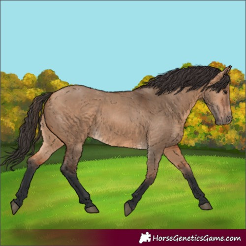 Horse Color:Bay Dun 