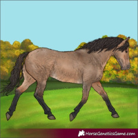 Horse Color:Bay Dun 