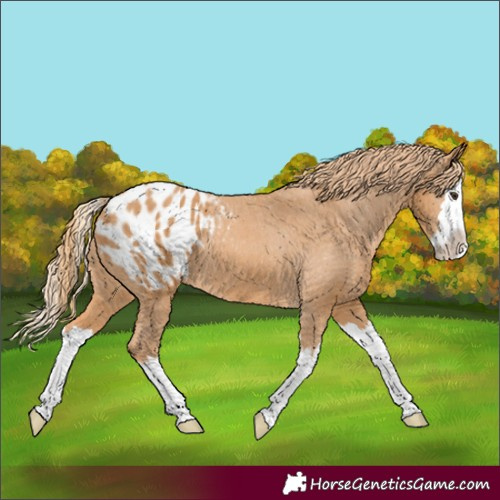Horse Color:Chestnut Splash Appaloosa 