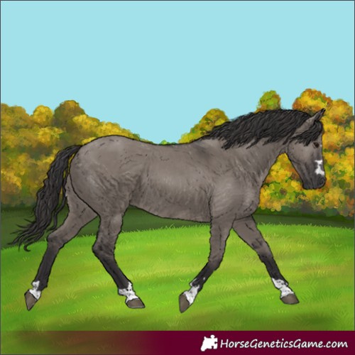 Horse Color:Smoky Grullo 
