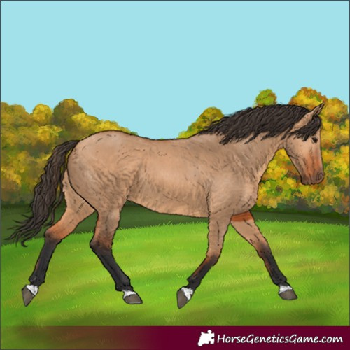 Horse Color:Bay Dun