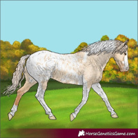 Horse Color:Red Dun Tobiano Appaloosa 