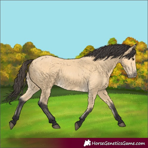 Horse Color:Buckskin