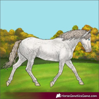 Horse Color:Smoky Creme Roan Dun 