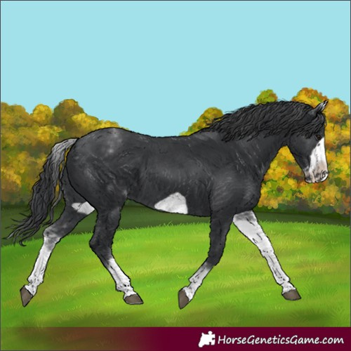 Horse Color:White Spotted Black Frame 
