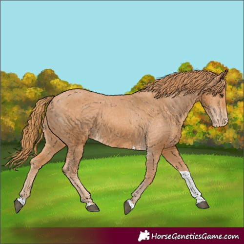 Horse Color:Chestnut Tobiano Appaloosa