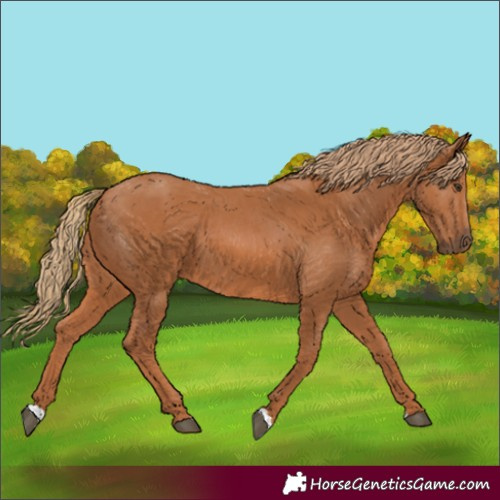 Horse Color:Chestnut 