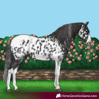 Horse Color:White Spotted Black Splash Tobiano Frame Appaloosa 