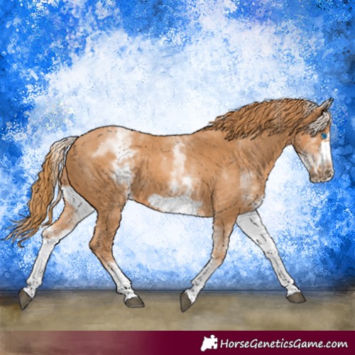 Horse Color:White Spotted Chestnut Frame 
