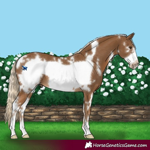 Horse Color:White Spotted Chocolate Palomino Frame 
