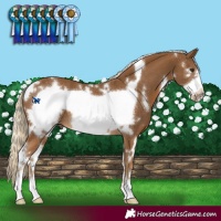 Horse Color:White Spotted Chocolate Palomino Frame 