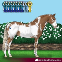 Horse Color:White Spotted Chocolate Palomino Frame