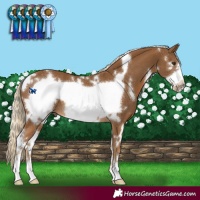 Horse Color:White Spotted Chocolate Palomino Frame 
