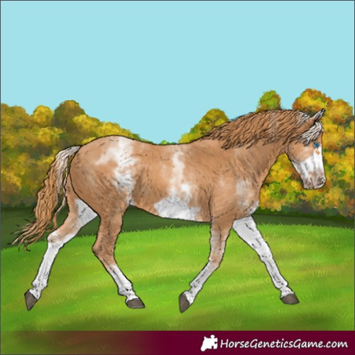 Horse Color:White Spotted Chestnut Frame 