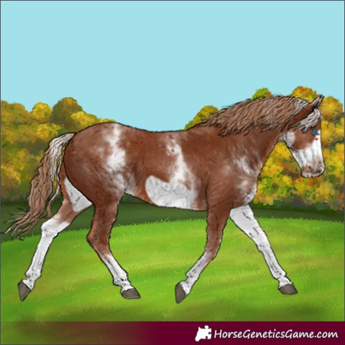Horse Color:White Spotted Chestnut Frame