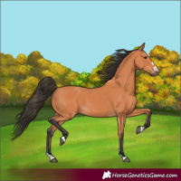 Horse Color:Bay 