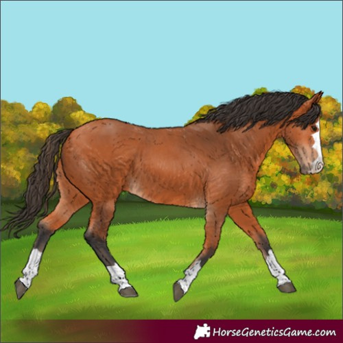 Horse Color:Bay 