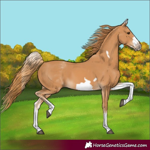 Horse Color:White Spotted Chestnut Frame 