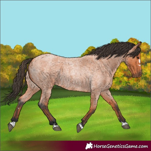 Horse Color:Bay Roan 
