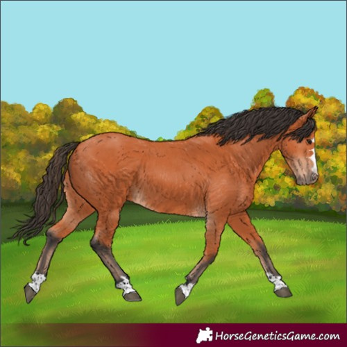 Horse Color:Bay 