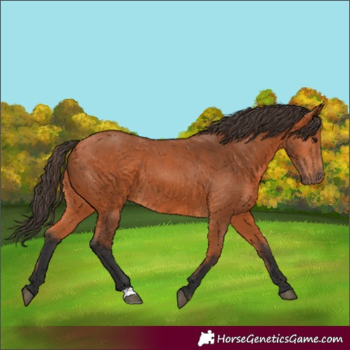 Horse Color:Bay 