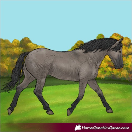 Horse Color:Grullo 