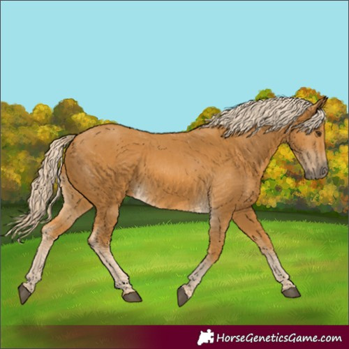 Horse Color:Palomino 
