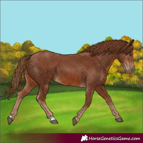 Horse Color:Chestnut 