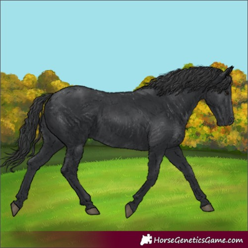 Horse Color:Black 