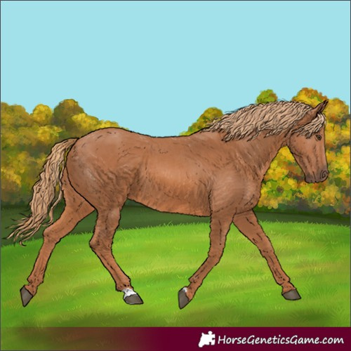 Horse Color:Chestnut 