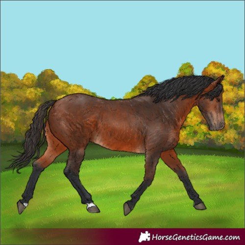 Horse Color:Bay 
