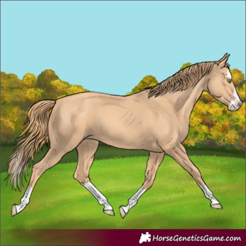 Horse Color:Gold Champagne Splash 