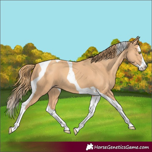 Horse Color:Gold Champagne Splash Tobiano 