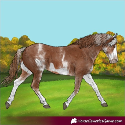 Horse Color:White Spotted Chestnut Frame