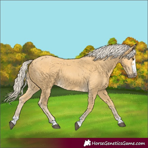 Horse Color:Palomino 