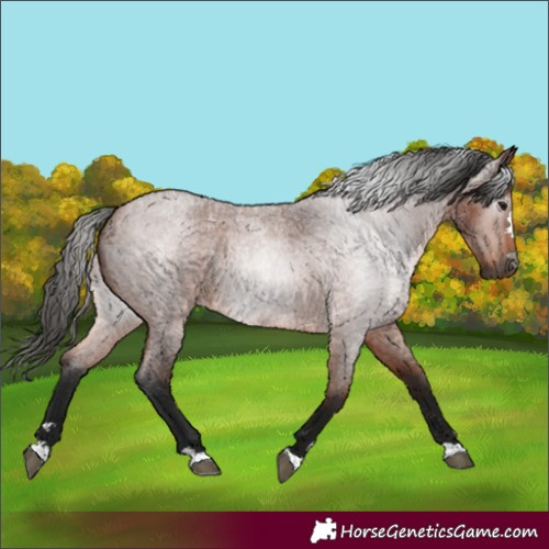 Horse Color:Gray Bay Roan 