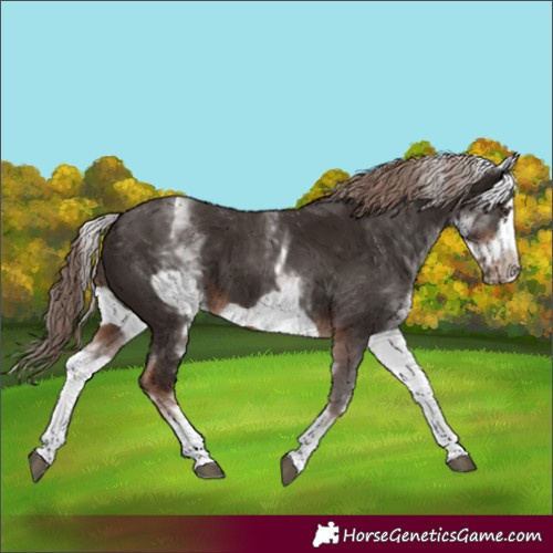 Horse Color:White Spotted Liver Chestnut Frame 