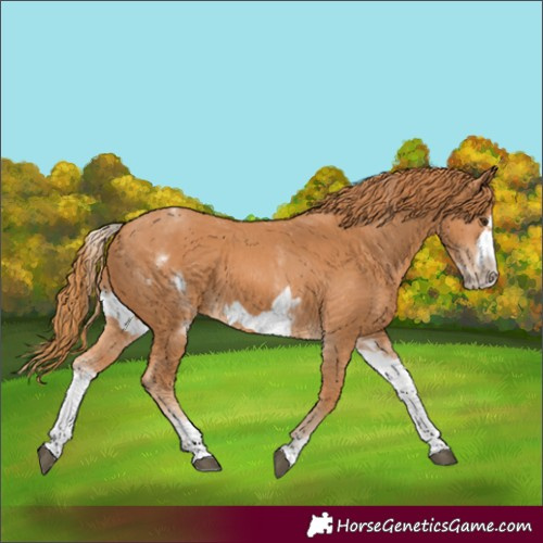Horse Color:White Spotted Chestnut Frame 
