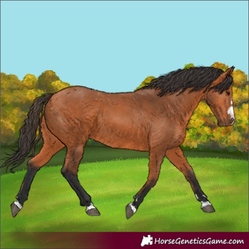 Horse Color:Bay 