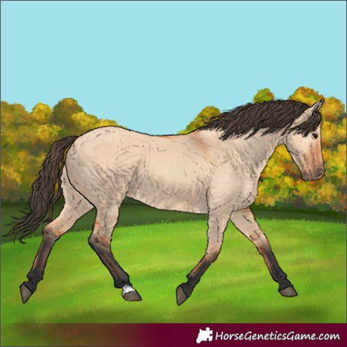 Horse Color:Bay Dun 