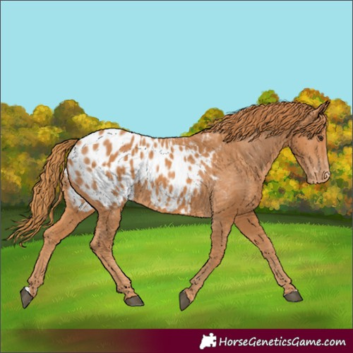 Horse Color:Chestnut Appaloosa 